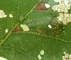 Phyllonorycter froelichiella