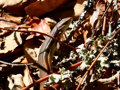 Psammodromus algirus