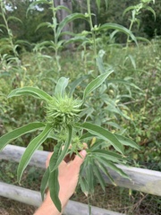 Helianthus maximiliani