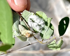 Papilionoidea