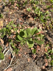 Arctostaphylos nevadensis