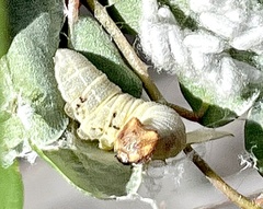 Papilionoidea