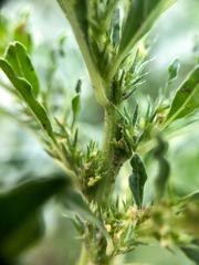 Amaranthus albus
