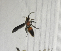 Sphaeropthalma boweri