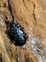Histeridae