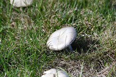 Agaricus moellerianus