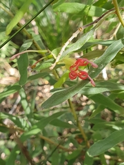 Grevillea linsmithii