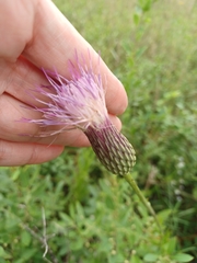 Cirsium lecontei