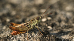 Omocestus haemorrhoidalis