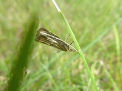 Chrysocramboides craterella