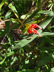 Grevillea linsmithii