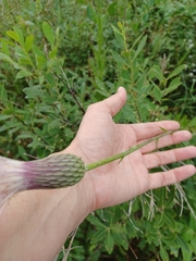 Cirsium lecontei