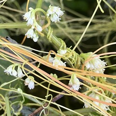 Cuscuta gronovii