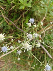 Eryngium integrifolium