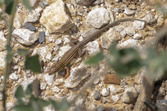 Aspidoscelis sexlineatus