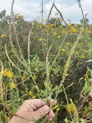Oenothera curtiflora