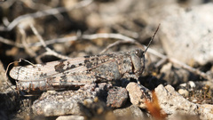 Sphingonotus caerulans