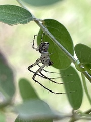Mimetidae