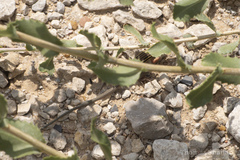 Aspidoscelis sexlineatus