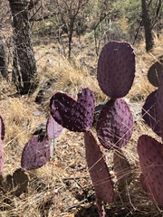 Opuntia santa-rita
