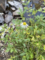 Erigeron coulteri