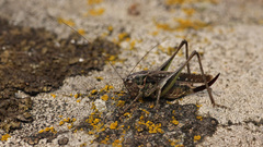 Platycleis albopunctata