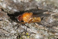 Thricops diaphanus
