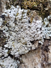 Physconia grumosa