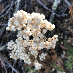 Pseudognaphalium californicum
