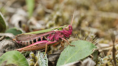 Omocestus viridulus