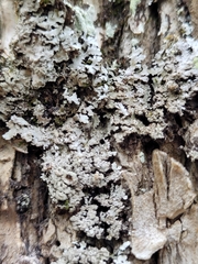 Physconia grumosa