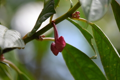 Drymonia conchocalyx