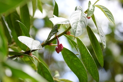 Drymonia conchocalyx