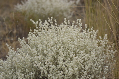 Eriogonum niveum
