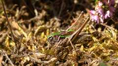 Metrioptera brachyptera