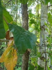 Quercus