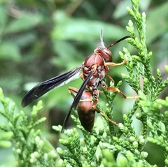 Polistes rubiginosus