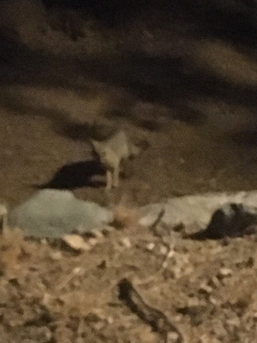 Kit Fox photographed in Arizona