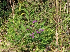 Vernonia