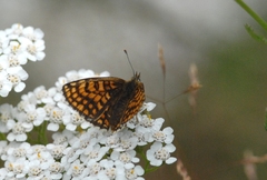 Melitaea celadussa
