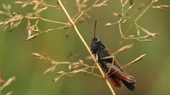 Omocestus rufipes