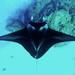 Reef Manta Ray - Photo (c) Dragonfyre, some rights reserved (CC BY-NC), uploaded by Dragonfyre