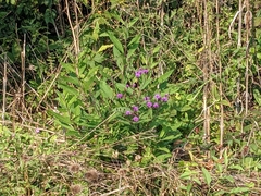 Vernonia