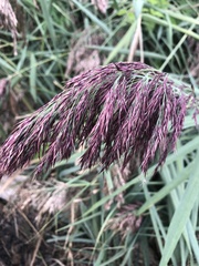 Phragmites