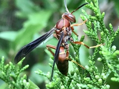 Polistes rubiginosus