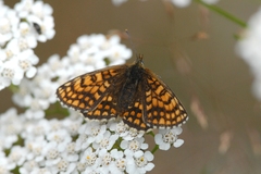 Melitaea celadussa