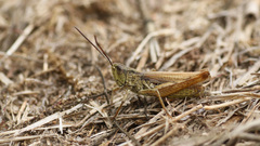 Chorthippus apricarius