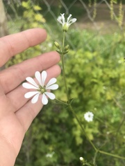 Stellaria chilensis