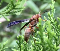 Polistes rubiginosus