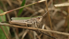 Chorthippus albomarginatus